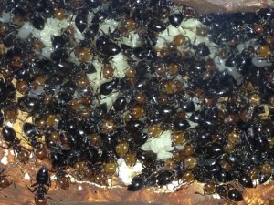[Blog] Crematogaster scutellaris, Photo34.jpg