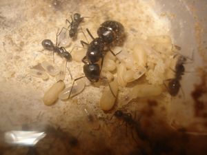 Les Camponotus de funkyben, DSC06488.JPG