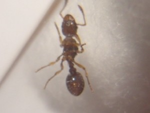 [Myrmica ruginodis] Fourmi trouvée dans mon jardin., DSC01522.JPG