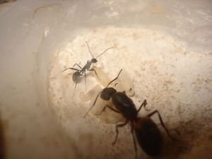 Les Camponotus de funkyben, DSC06470.JPG