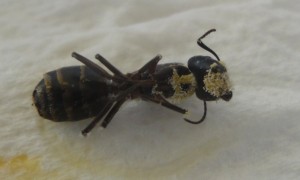 Gyne malade, herculeanus.jpg