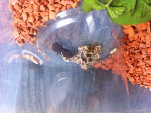 [Blog] Atta cephalotes MessorMax, IMG_1026.JPG