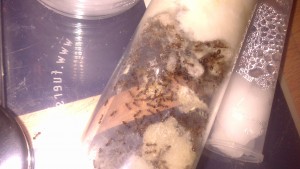 [Blog] Pheidole jucunda, DSC_0544.jpg
