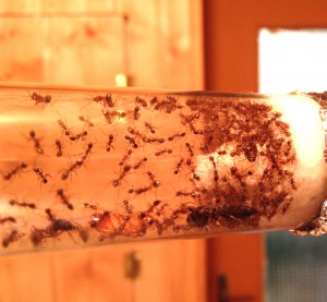 [Blog] Pheidole sinica de Raphaël, Photo12.jpg