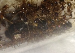 [Blog] Pheidole sinica de Raphaël, Photo13.jpg