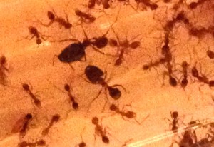 [Blog] Pheidole sinica de Raphaël, Photo10.jpg