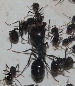 [Blog] Les Messor barbarus de Aymeric, 9.jpg