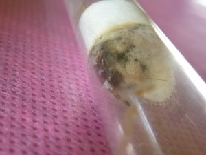 [Blog] Crematogaster scutellaris, P1030341.JPG