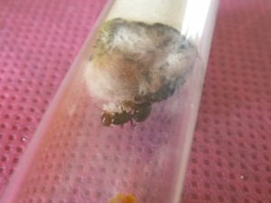[Blog] Crematogaster scutellaris, P1030344.JPG