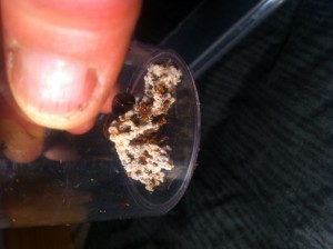 Le fungus qui reprend avec la nouvelle installation mais n'est toujours pas alimenté., [Blog] Atta cephalotes MessorMax