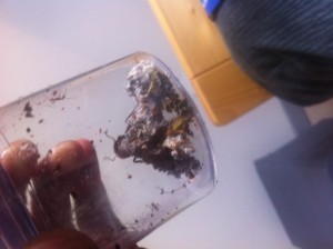 Le fungus 2 jours après la solution des BOULETTES :)., [Blog] Atta cephalotes MessorMax