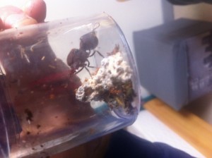 Le fungus 2 jours après la solution des BOULETTES :)., [Blog] Atta cephalotes MessorMax