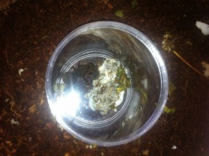 Le fungus 2 jours après la solution des BOULETTES :)., [Blog] Atta cephalotes MessorMax