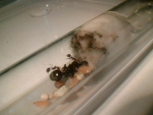 [Blog] Mon blog sur mes Messor barbarus (encore un) !, Picture 206.jpg
