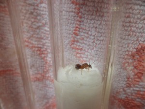 [Blog] Fondation de Lasius, SAM_2288.JPG