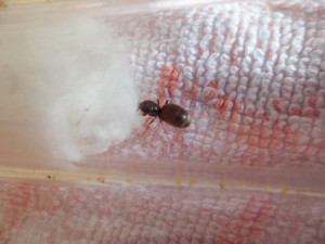 [Blog] Fondation de Lasius, SAM_2289.JPG