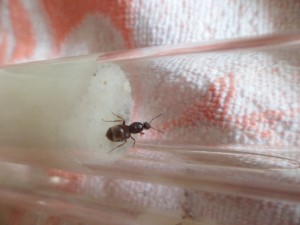 [Blog] Fondation de Lasius, SAM_2290.JPG
