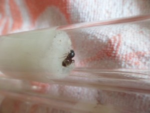 [Blog] Fondation de Lasius, SAM_2291.JPG