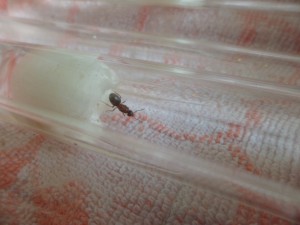 [Blog] Fondation de Lasius, SAM_2292.JPG