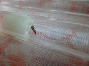 [Blog] Fondation de Lasius, SAM_2293.JPG