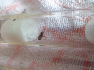 [Blog] Fondation de Lasius, SAM_2294.JPG
