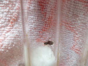 [Blog] Fondation de Lasius, SAM_2297.JPG