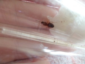 [Blog] Fondation de Lasius, SAM_2308.JPG
