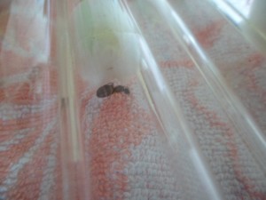 [Blog] Fondation de Lasius, SAM_2313.JPG