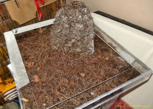 dome, Pseudo dôme