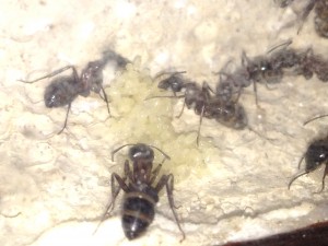 Jeune larve de C. ligniperda, [Blog] Mes Camponotus ligniperda 2
