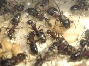 Ouvrières et couvain Camponotus ligniperda, [Blog] Mes Camponotus ligniperda 2
