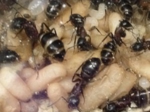 Ouvrières réserve Camponotus ligniperda, [Blog] Mes Camponotus ligniperda 2