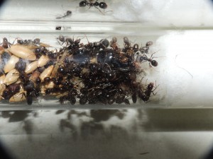 Messor capitatus, [Blog] Messor capitatus