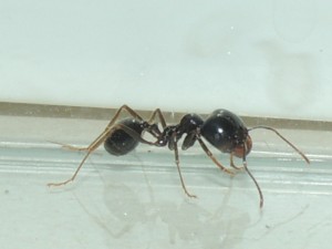 Messor capitatus, [Blog] Messor capitatus