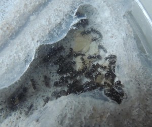 Messor capitatus, [Blog] Messor capitatus