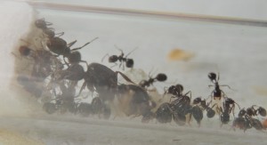 Messor capitatus, [Blog] Messor capitatus