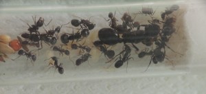 Messor capitatus, [Blog] Messor capitatus