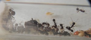 Messor capitatus, [Blog] Messor capitatus