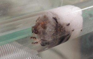 A. subterranea 2, ** FIN ** [Blog] Aphaenogaster subterranea - Will