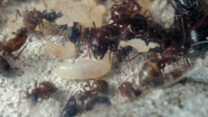 Gyne, ouvrières et couvain  de C. ligniperdus, **FIN** [Blog] Camponotus ligniperdus