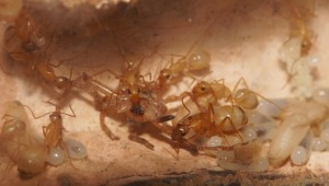 ouvrières Camponotus sanctus autour d'une araignée, [Blog] Camponotus africaines, sanctus et sp d'Afrique de l'est