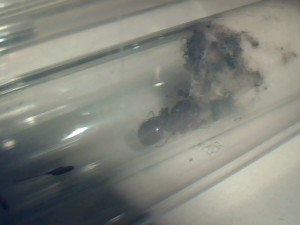 Et la petite famille., [Blog] Mon blog sur mes Messor barbarus (encore un) !