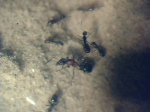 Sa majesté !, [Blog] Les Formica sanguinea de mcabioch