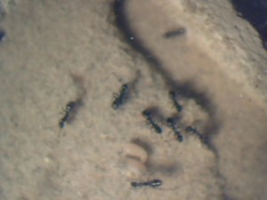Et ses sujets !, [Blog] Les Formica sanguinea de mcabioch