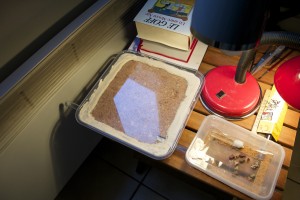 Nid 2.0, Nid creusable en liège pour Crematogaster scutellaris