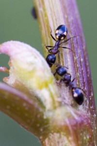 Dolichoderus quadripunctatus, Dolichoderus quadripunctatus