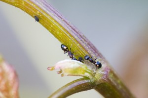 Dolichoderus quadripunctatus, Dolichoderus quadripunctatus