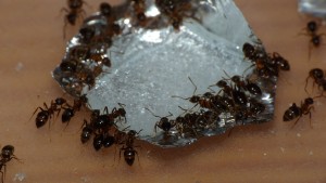 Lasius emarginatus et eau sucrée, [Blog] Les 4 reines jaunes