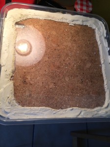 Nid, [Blog] Crematogaster scutellaris