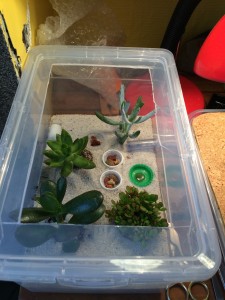 ADC, [Blog] Crematogaster scutellaris